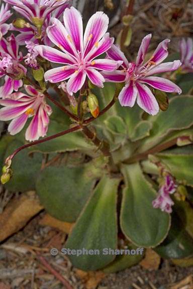 lewisia cotyledon 2 graphic